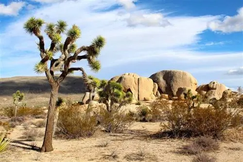 Puas pub dev nyob hauv Joshua Tree National Park? (2023 Hloov tshiab)