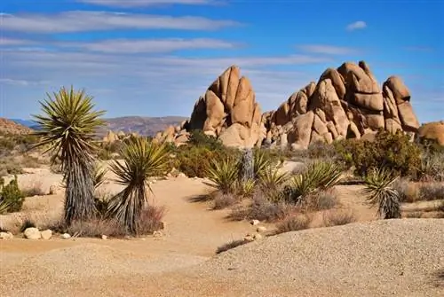 saulėta diena Joshua tree nacionaliniame parke