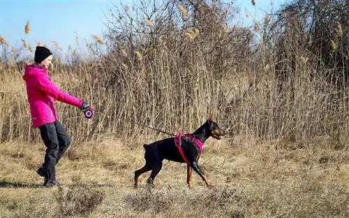 proprietario che porta a spasso il suo cane doberman