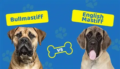 Bullmastiff vs Mastim Inglês: Qual a Diferença?