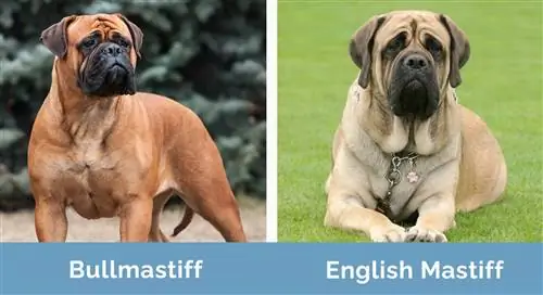 Bullmastiff va ingliz mastifi yonma-yon