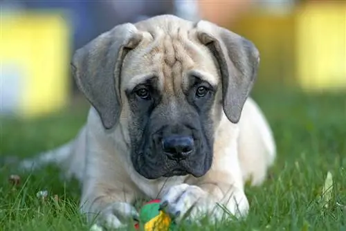 Englischer Mastiff-Welpe