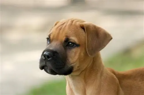 Jeune chiot bull-mastiff