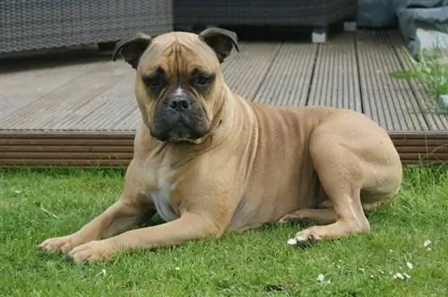 bullmastiff