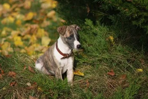 Jack russell terrier atigrado