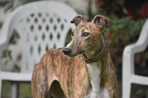 brindle greyhound