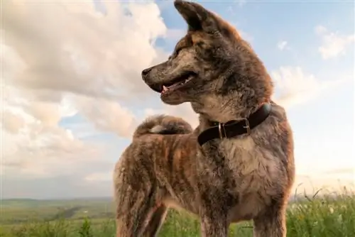 Chien Akita Inu de couleur bringé