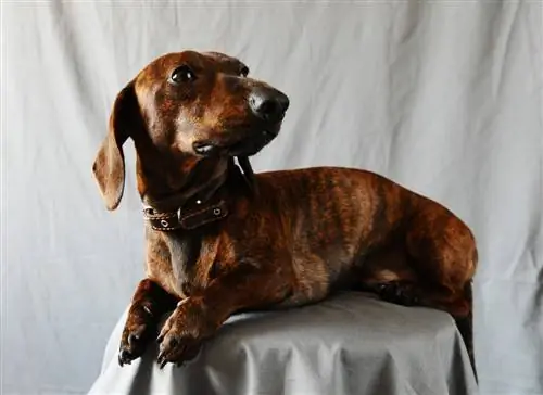 Dachshund Tigrat