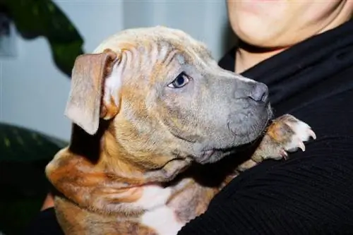 brindle bulldog amerikan