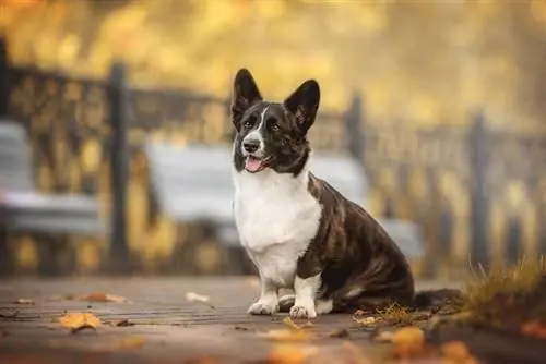 cachorro tigrado cardigan welsh corgi sentado em um caminho no parque