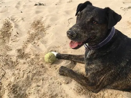 Cane da salvataggio Cursinu con naso sabbioso in spiaggia