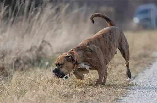 Brindle Boxer mengendus rumput