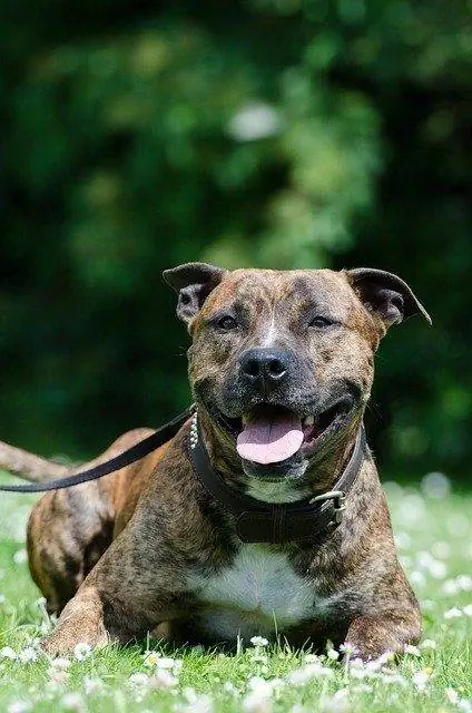 Terrier américain du Staffordshire