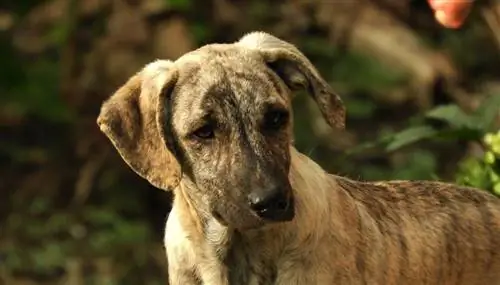 Tennessi Brindle ağaclarının əkilməsi