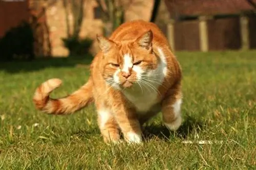 gato atigrado rojo con dolor caminando cojeando sobre la hierba al aire libre