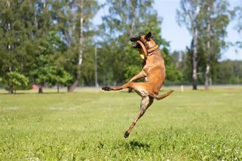 Belgijski ovčar malinois v šolanju