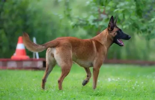 červený belgický malinois pastiersky pes výcvik na zelenej lúke s červeným a bielym kužeľom