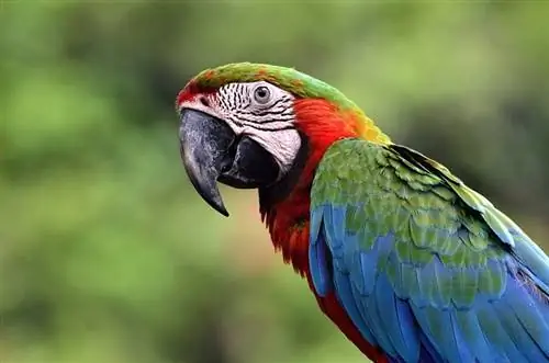 harlequin macaw yaxın