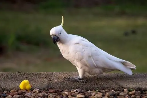 Sulphur Crested kakadua med leksak