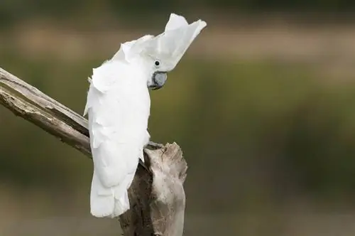 Cacatua ombrello