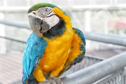 Mavi və qızıl macaw