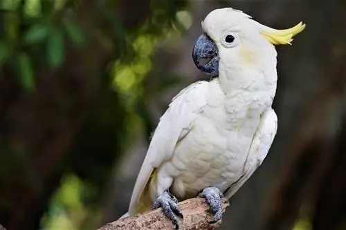 Grands oiseaux comme animaux de compagnie : 10 espèces qui font de grands animaux de compagnie (avec photos)