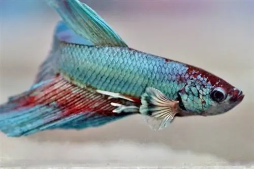 betta fish избледняващ цвят