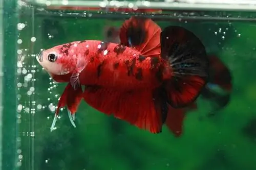 haige betta kala