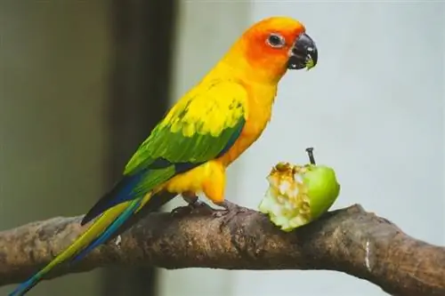 conure mâncând măr