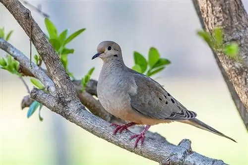 کبوتر عزادار آرام بر شاخه ای آرام گرفته است