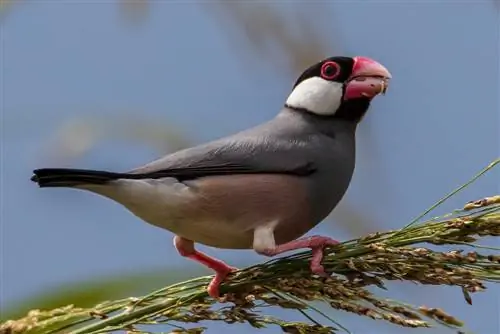 Java finch ameketi kwenye tawi la mti