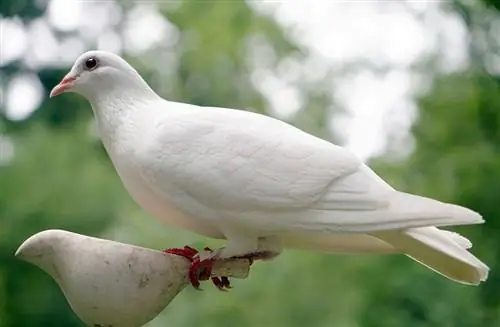 9 Burung Haiwan Peliharaan Terbaik untuk Pemula (Spesies & Gambar)