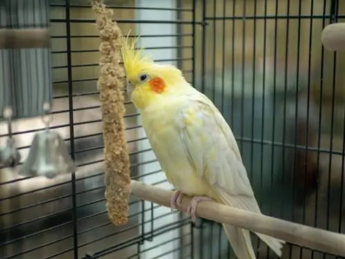 cockatiel inne i bur spiser