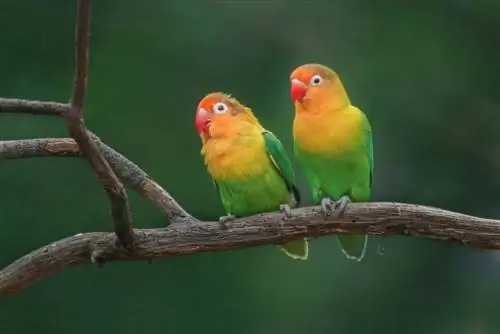 Երկու Fischers lovebirds կախվել դուրս