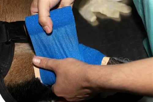 Der Tierarzt legt einem belgischen Malinois einen blauen Fixierverband am verletzten Bein an