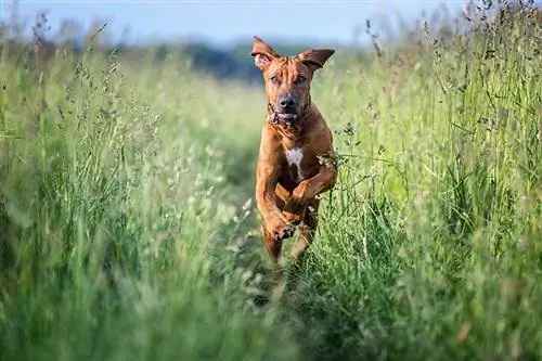 Rhodesian Ridgeback die op het gras loopt