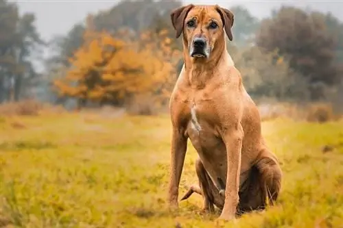 10 ongelooflike Rhodesian Ridgeback-feite wat jy moet weet