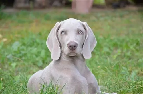 ፈካ ያለ ግራጫ weimaraner