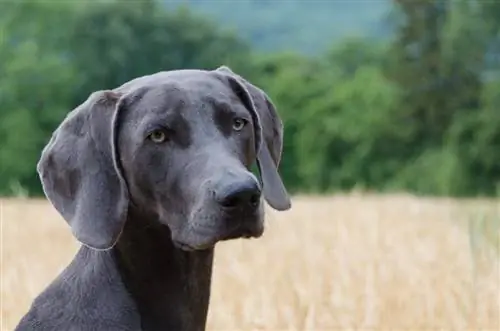 weimaraner blau