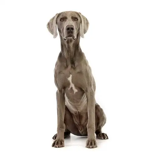 Weimaraner z belim plamenom