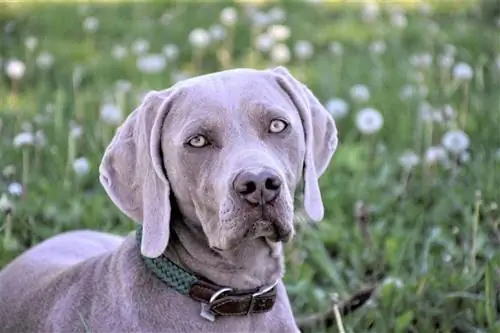 5 ngjyra Weimaraner & nuanca (me foto)