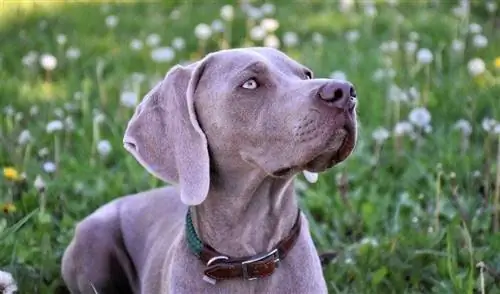 Weimaraner gleda navzgor