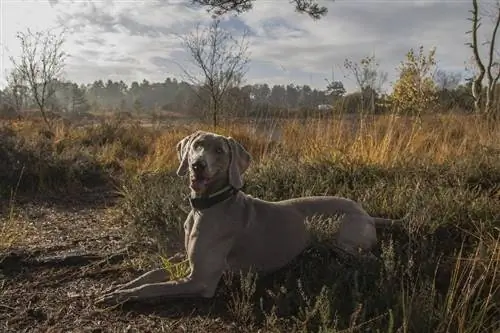 Weimaraner liegt auf dem Boden