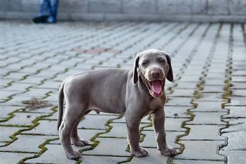 con chó con weimaraner