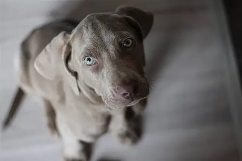 weimaraner köpek yavrusu yakın çekim