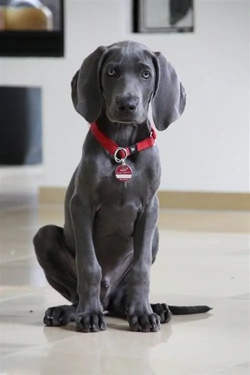 anak anjing weimaraner