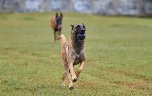 Malinois البلجيكي يركض بالكرة