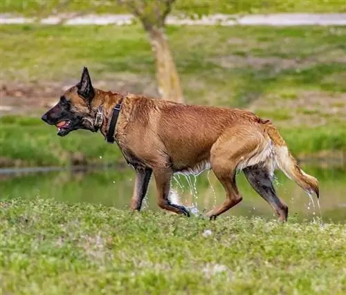 Belgian Malinois ntub dej