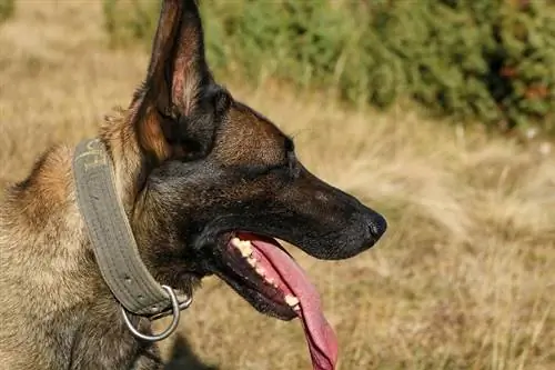 Belgia malinois lähivõte