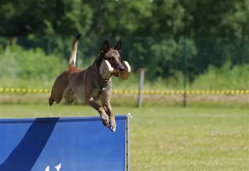 A belga malinois súlyzóval ugrik